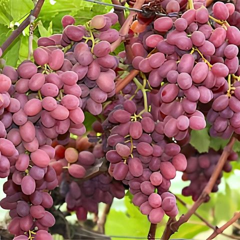  Nho Đỏ Úc - Cordoma 