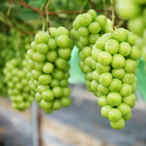  Nho Sữa Nội Địa Trung 