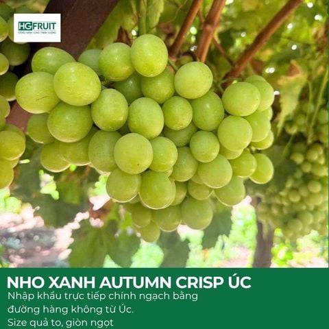  Nho Xanh Autumn Crisp Úc | Fruitico 