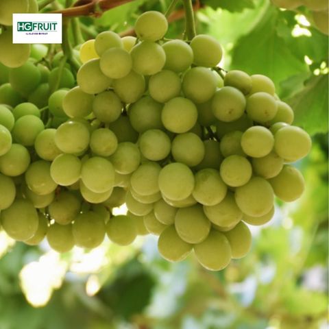  Nho Xanh Autumn Crisp Úc | Fruitico 