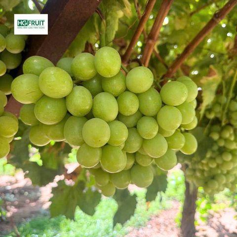  Nho Xanh Không Hạt Autumn Crisp Úc | Pegasus 