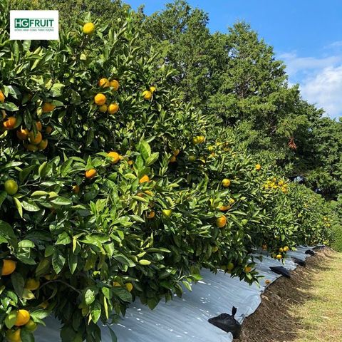  Quýt Fukuoka Nhật Bản 