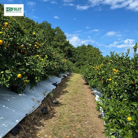  Quýt Fukuoka Nhật Bản 