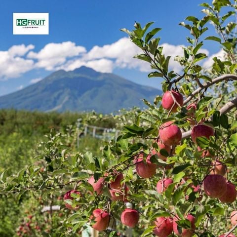  Táo Fuji Nhật Bản 