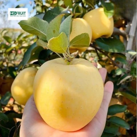  Táo Vàng Kinsei Nhật Bản 