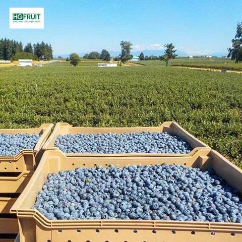  Việt quất New Zealand - New Zealand Blueberries 