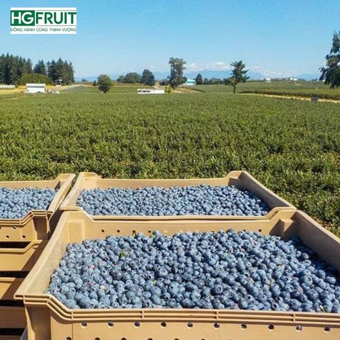  Việt quất New Zealand - New Zealand Blueberries 