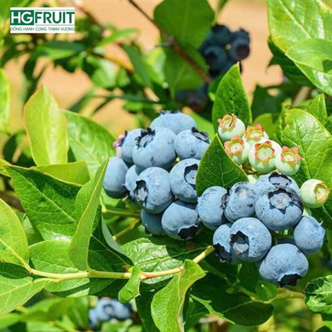  Việt quất New Zealand - New Zealand Blueberries 