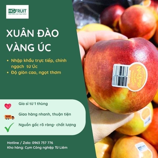 Xuân đào vàng giá sỉ