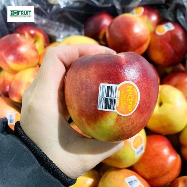 Xuân đào vàng giá sỉ