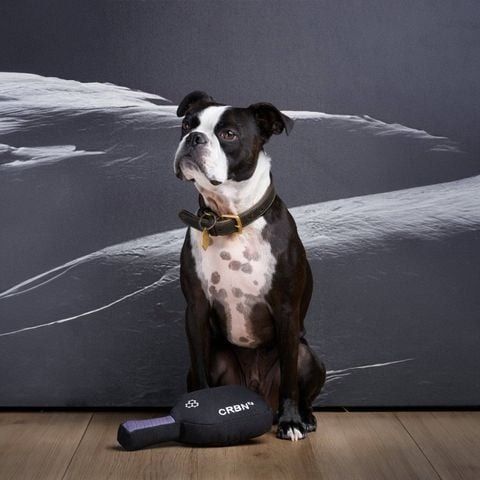 CRBNK9 Squeak Dog Toy