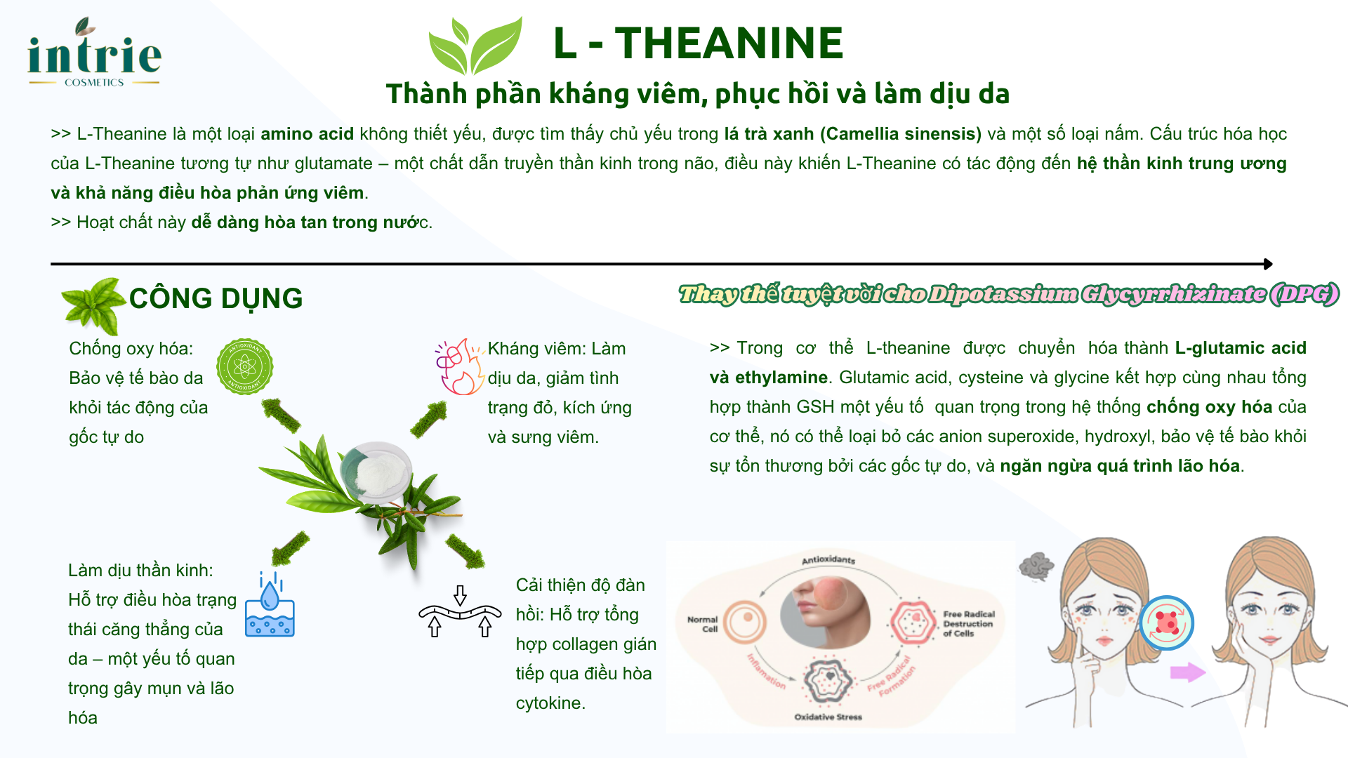  L-THEANINE 