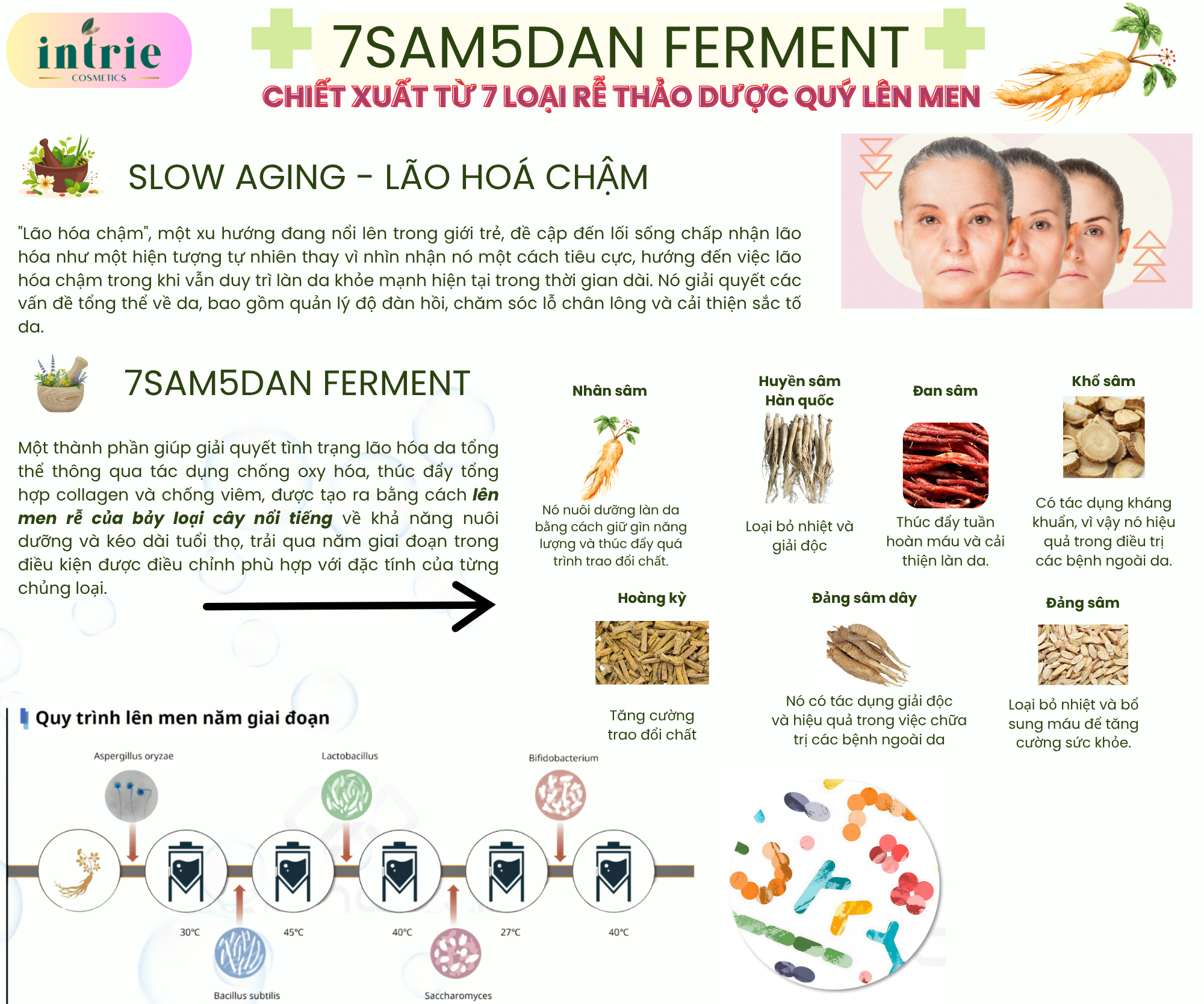  7Sam5Dan Ferment 