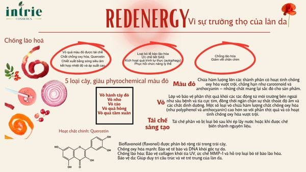  REDENERGY 