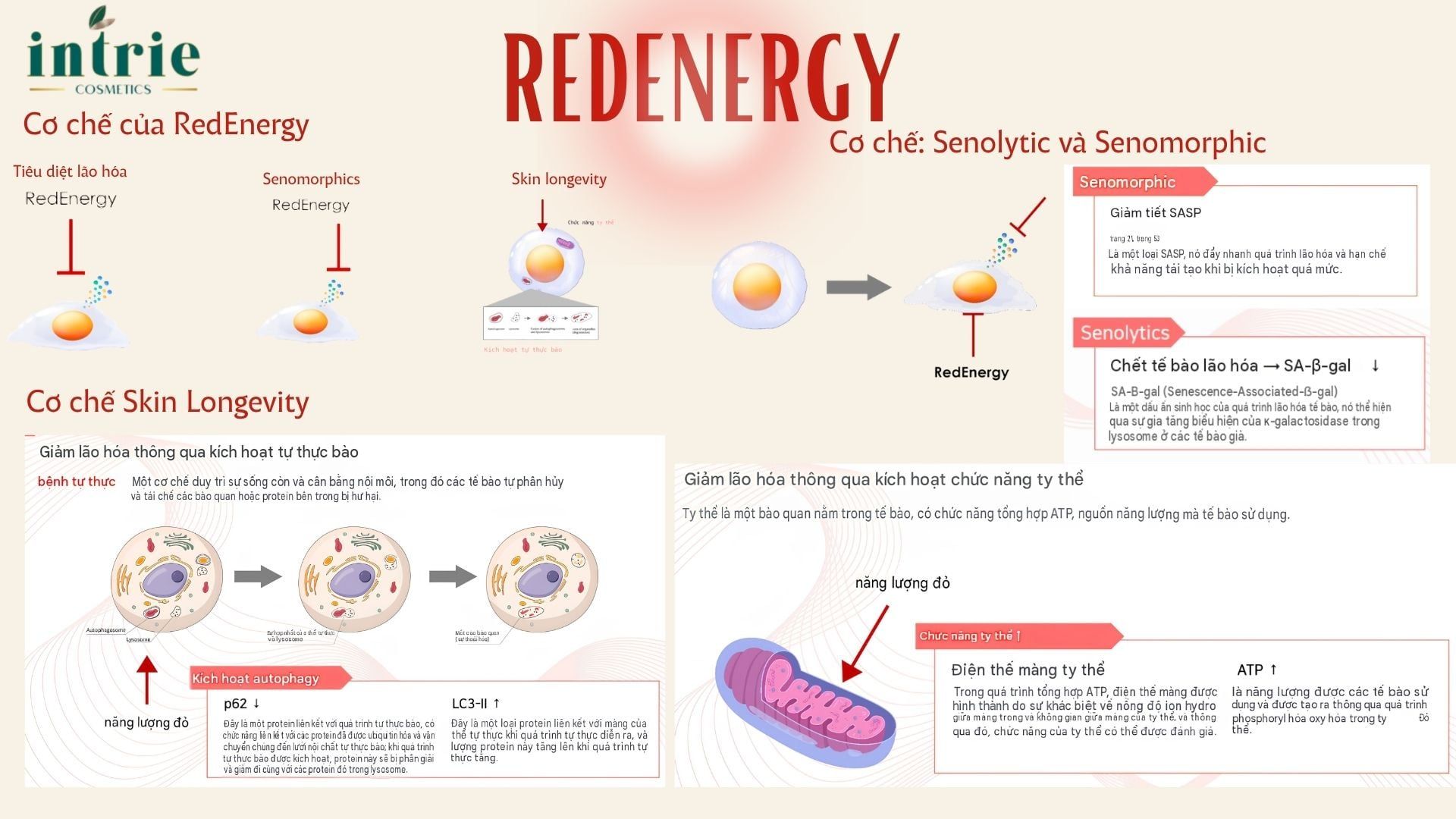  REDENERGY 