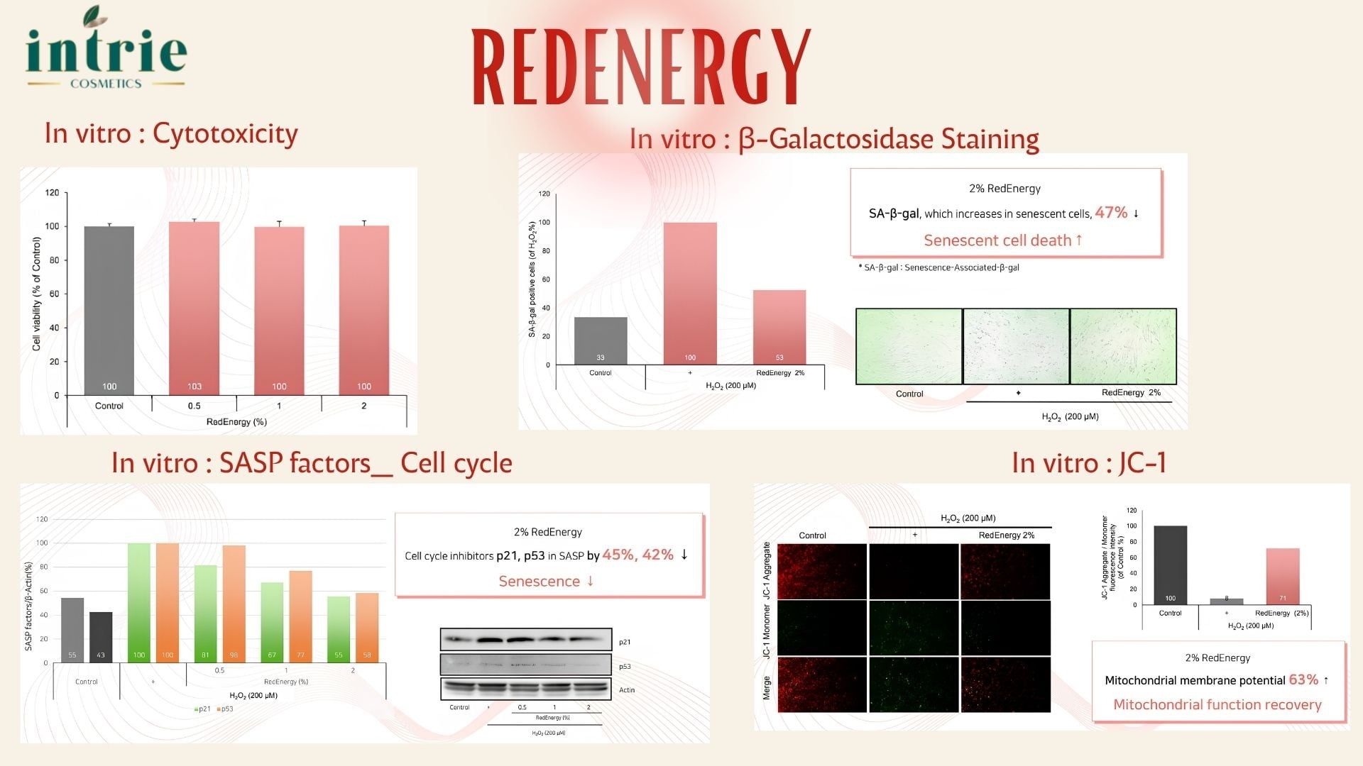  REDENERGY 