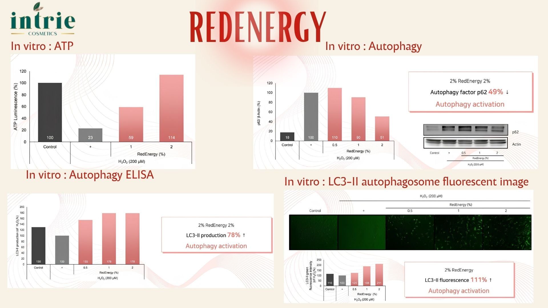  REDENERGY 