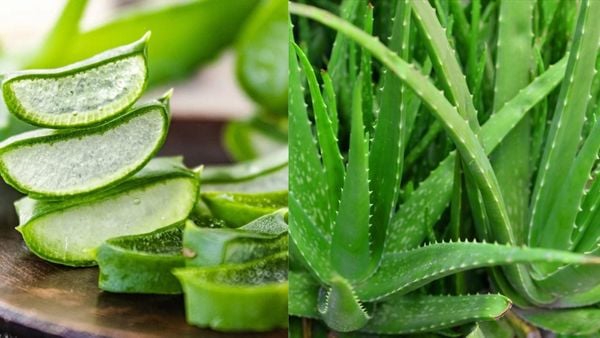  Aloe Extract(HD) 