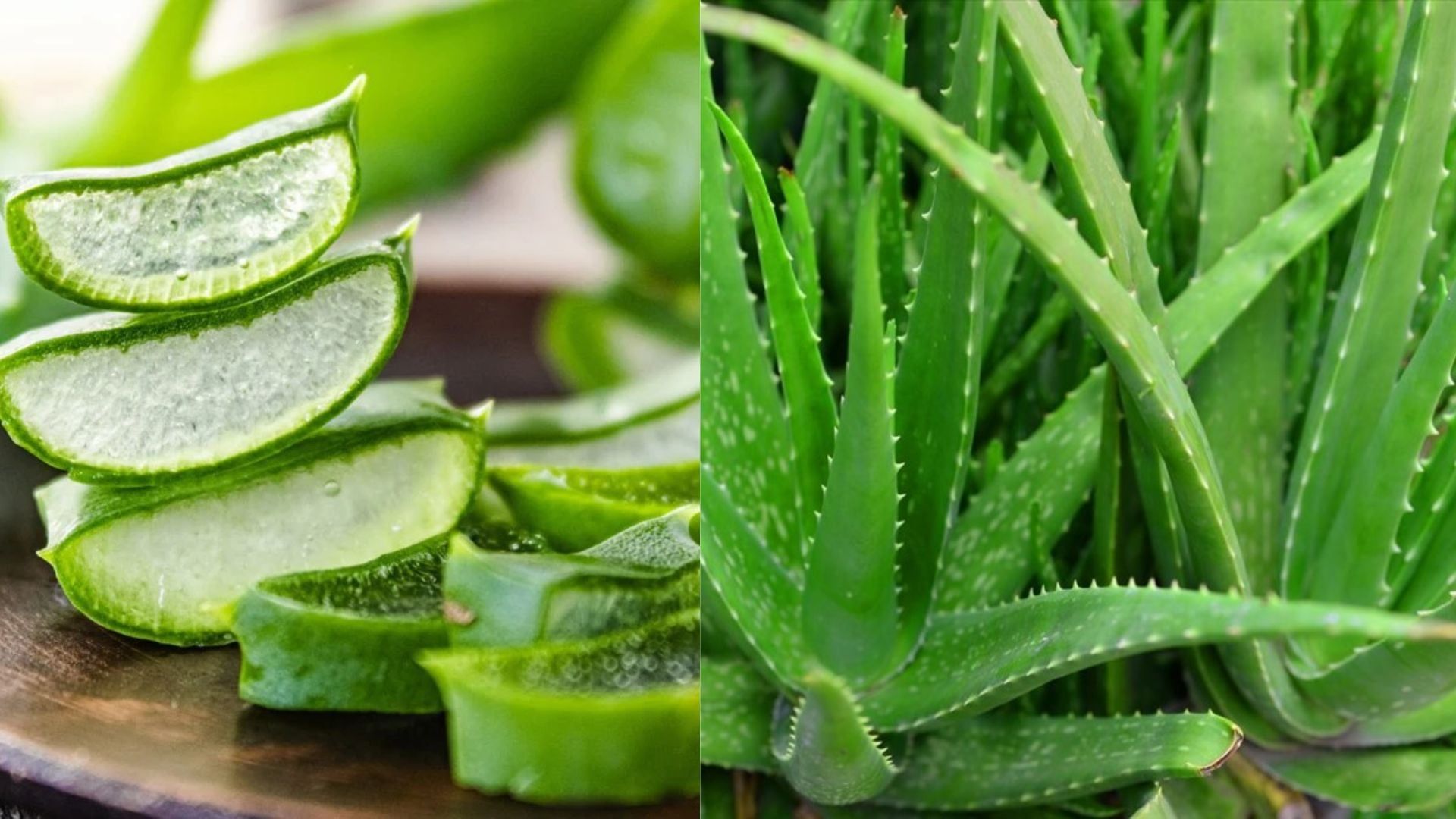  Aloe Extract(HD) 