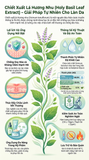  HOLY BASIL LEAF EXTRACT(HD) 