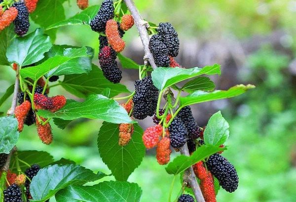  Mulberry Extract-DC 