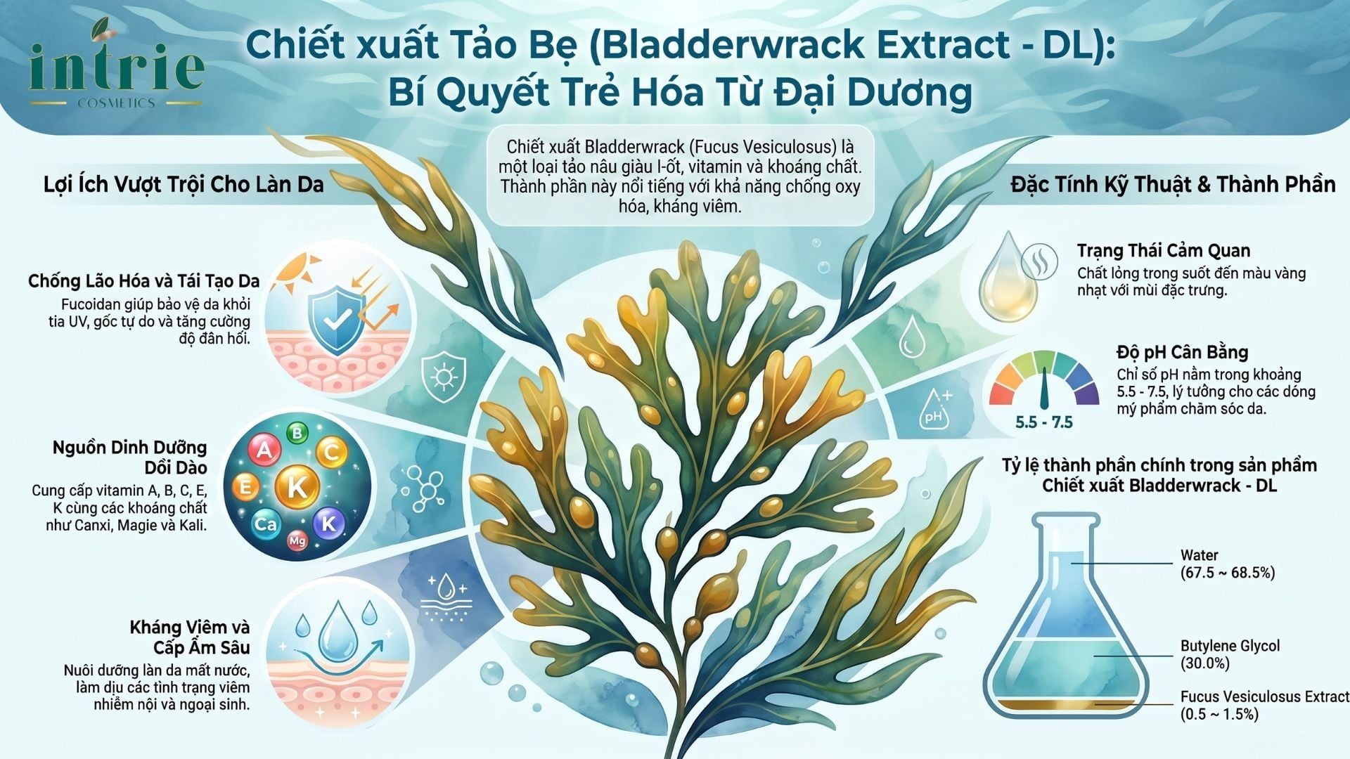  Bladderwrack Extract - DL 