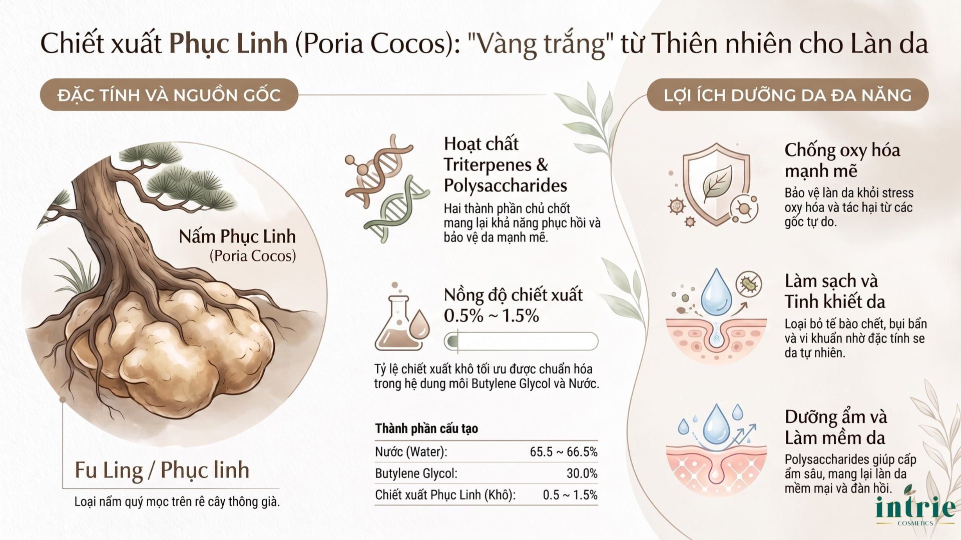  Poria Extract(HD) 