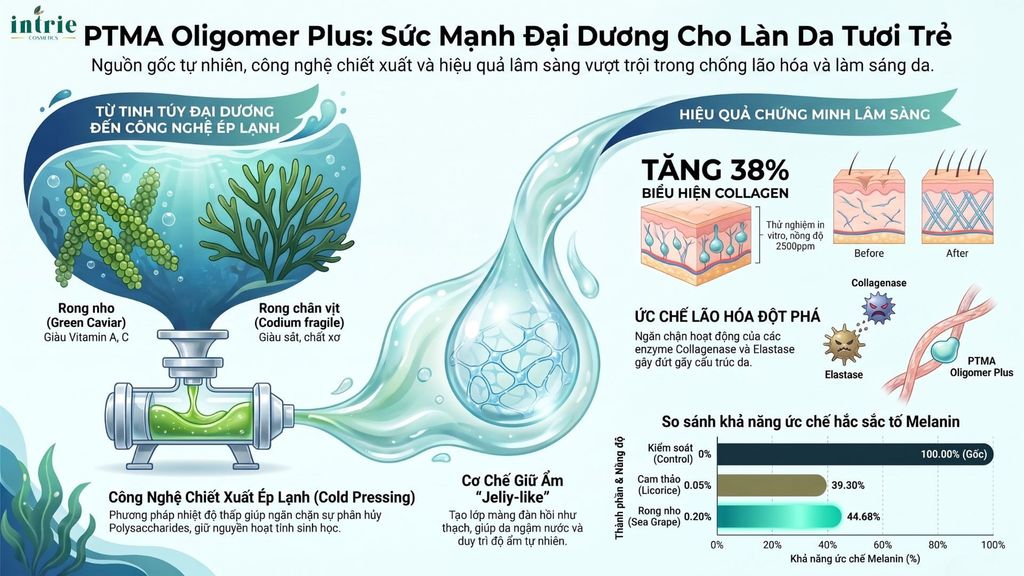  PTMA Oligomer Plus 