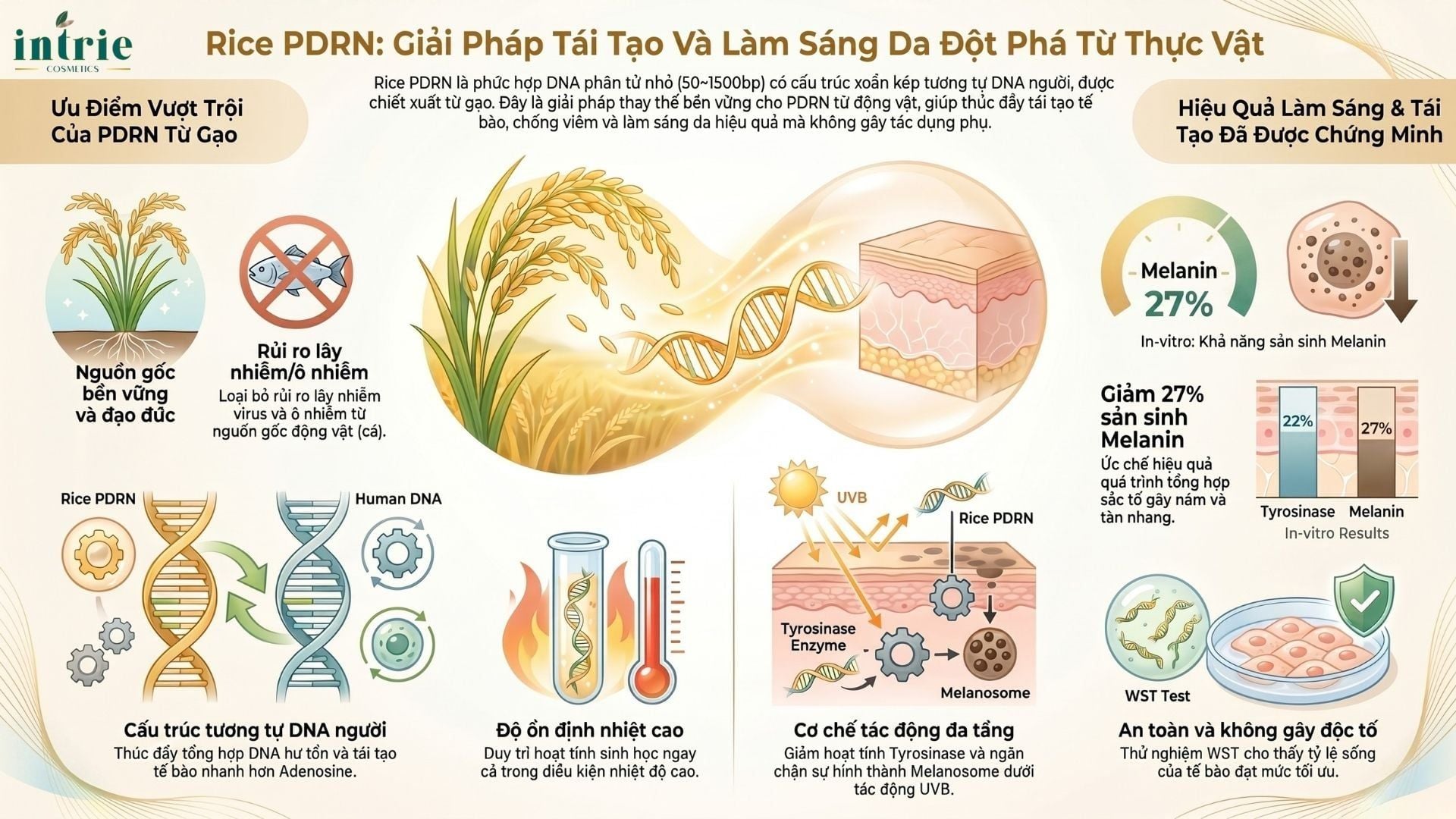  RICE PDRN 