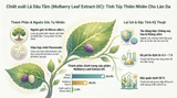  Mulberry Extract-DC 