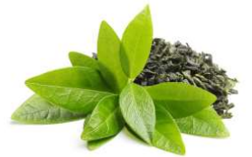  Green Tea Extract-DL 