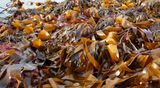  Kelp Extract-DL 