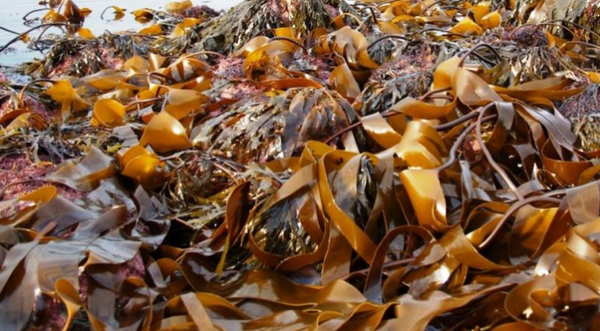  Kelp Extract-DL 