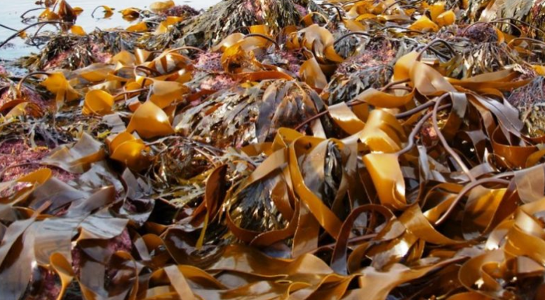  Kelp Extract-DL 