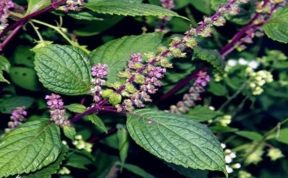  HOLY BASIL LEAF EXTRACT(HD) 