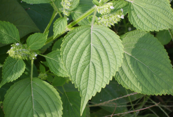 KOREAN PERILLA EXTRACT(HD) 
