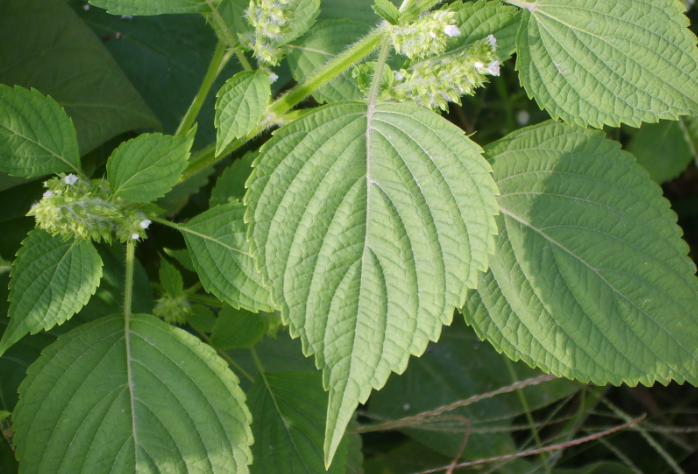  KOREAN PERILLA EXTRACT(HD) 