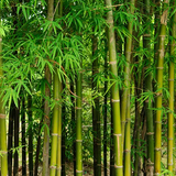  BAMBOO EXTRACT-DL 