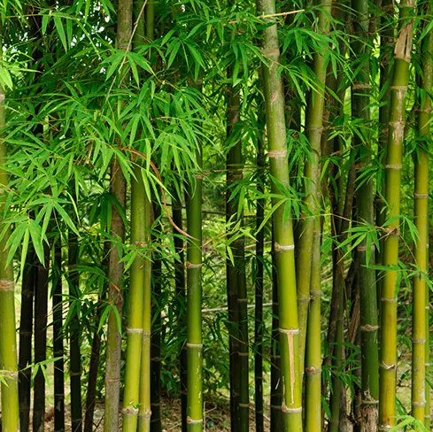  BAMBOO EXTRACT-DL 