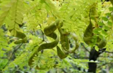  HONEY LOCUST FRUIT EXTRACT(K) 