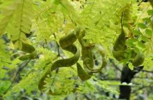  HONEY LOCUST FRUIT EXTRACT(K) 