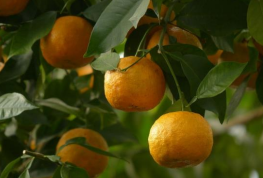  BITTER ORANGE EXTRACT(HD) 
