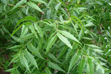  Neem Leaf Extract-DL 