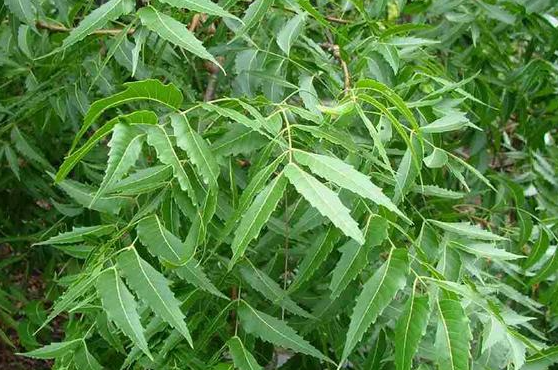  Neem Leaf Extract-DL 