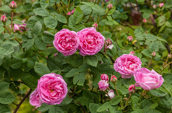  ROSE EXTRACT-DL 