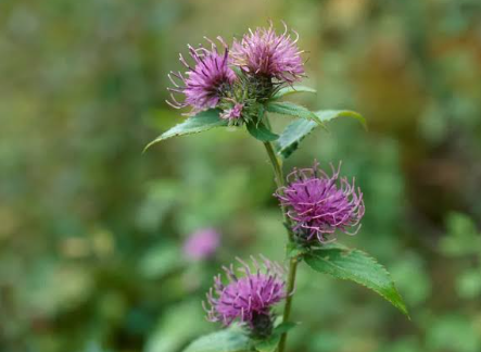  THISTLE EXTRACT-DL 