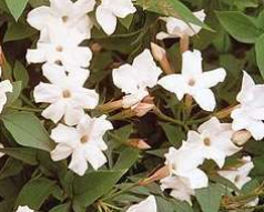  Jasmine Extract-DL 