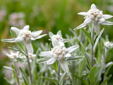  Edelweiss Extract-DL 