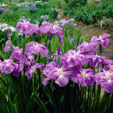  Iris Extract-DL 