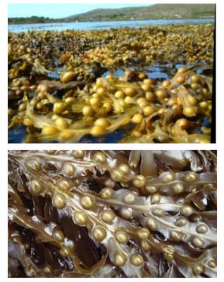  Bladderwrack Extract - DL 